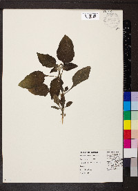 Heliotropium indicum image