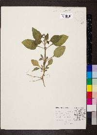 Heliotropium indicum image