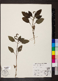 Heliotropium indicum image
