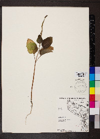 Heliotropium indicum image