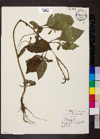 Heliotropium indicum image