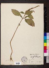 Heliotropium indicum image