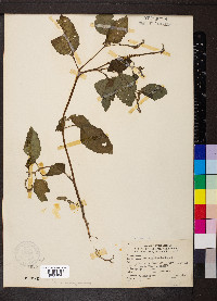 Heliotropium indicum image