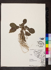 Heliotropium indicum image