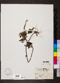 Heliotropium indicum image