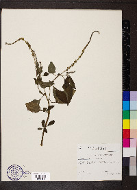 Heliotropium indicum image