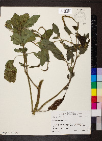 Heliotropium indicum image