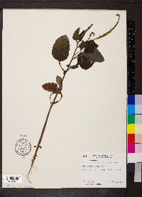 Heliotropium indicum image