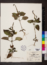 Heliotropium indicum image