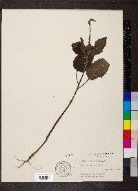 Heliotropium indicum image