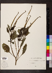 Heliotropium indicum image