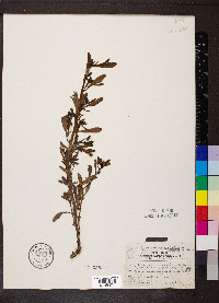 Heliotropium curassavicum image