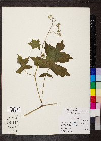 Hydrophyllum appendiculatum image