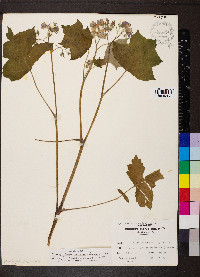 Hydrophyllum appendiculatum image