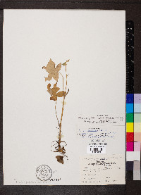 Hydrophyllum appendiculatum image