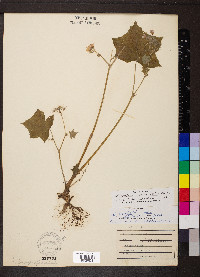 Hydrophyllum appendiculatum image