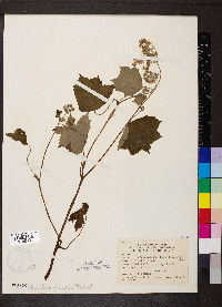 Hydrophyllum appendiculatum image