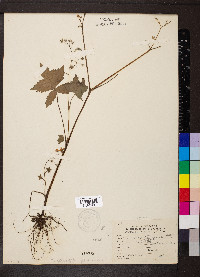 Hydrophyllum appendiculatum image