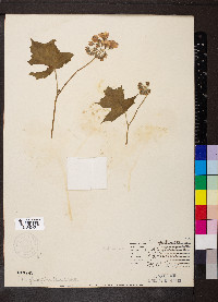 Hydrophyllum appendiculatum image