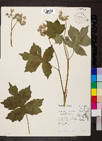 Hydrophyllum appendiculatum image