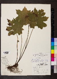 Hydrophyllum canadense image