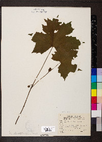 Hydrophyllum canadense image