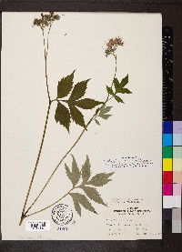 Hydrophyllum virginianum image