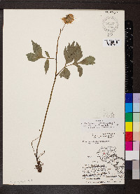 Hydrophyllum virginianum image