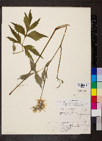 Hydrophyllum virginianum image