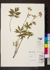 Hydrophyllum virginianum image