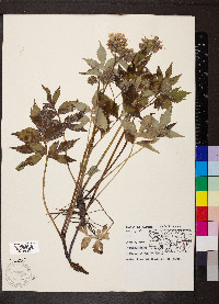 Hydrophyllum virginianum image