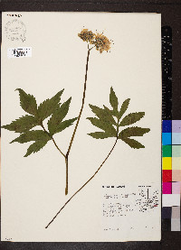 Hydrophyllum virginianum image