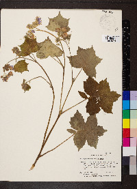 Hydrophyllum appendiculatum image