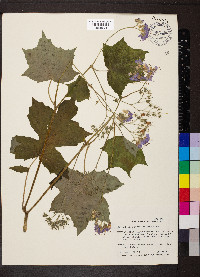 Hydrophyllum appendiculatum image