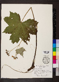 Hydrophyllum canadense image