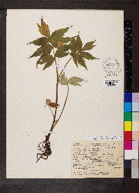 Hydrophyllum fendleri var. albifrons image