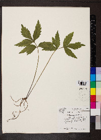 Hydrophyllum virginianum image