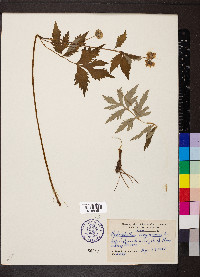 Hydrophyllum virginianum image