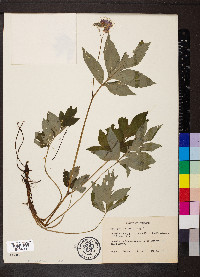 Hydrophyllum virginianum image