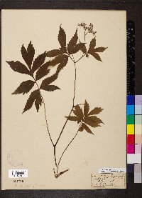 Hydrophyllum virginianum image