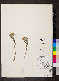 Lithospermum canescens image