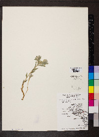 Lithospermum canescens image