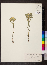 Lithospermum canescens image