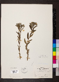 Lithospermum canescens image