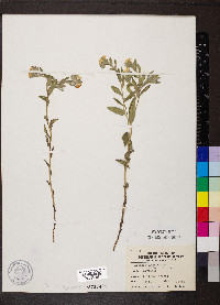 Lithospermum canescens image