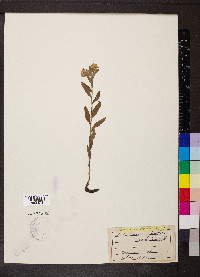 Lithospermum canescens image