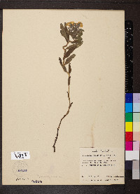 Lithospermum canescens image