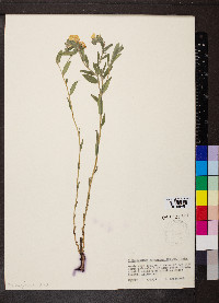 Lithospermum canescens image