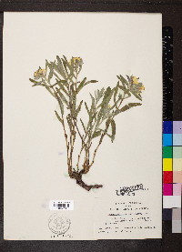 Lithospermum canescens image