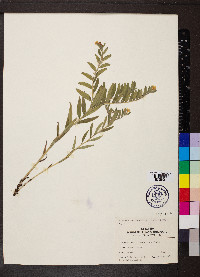 Lithospermum canescens image